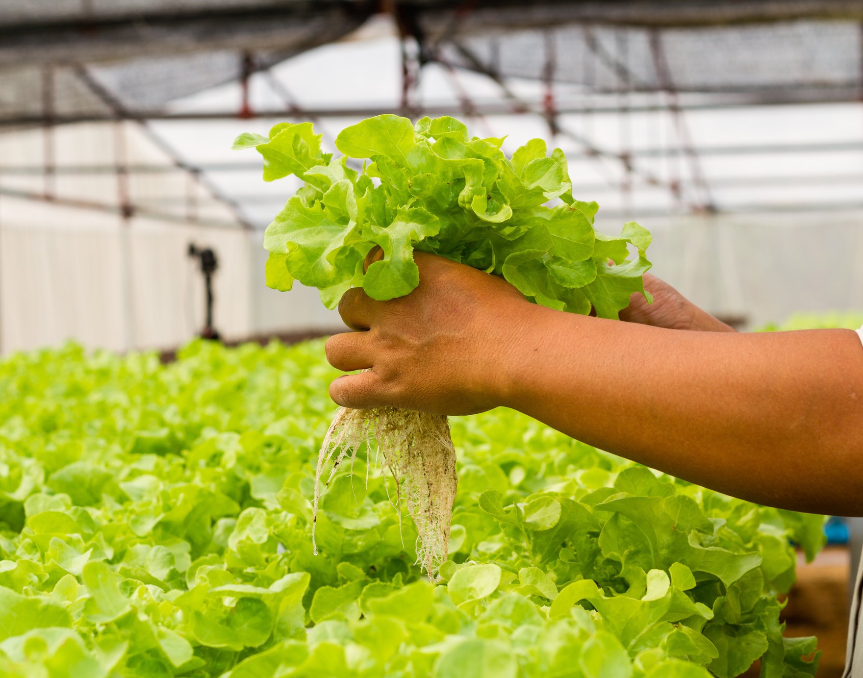 Hydroponics vegetable